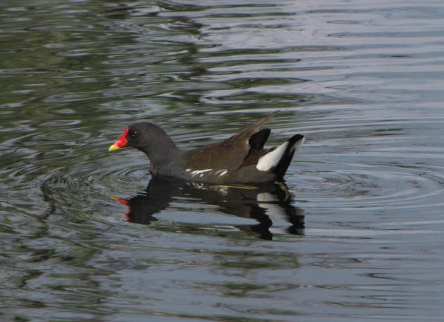«À Descoberta da natureza no Parque – As aves que aqui vivem»